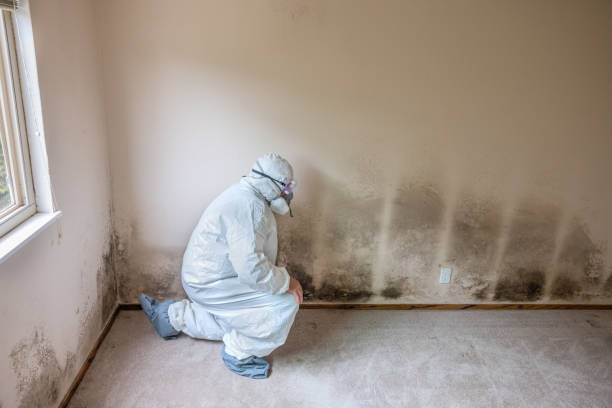 Mold Odor Removal Services in Pulaski, VA